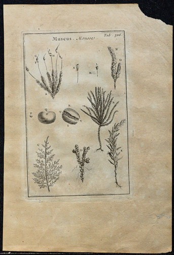 1719 schiuma - 1719,