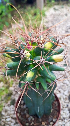 Ferobergia variegata innestata