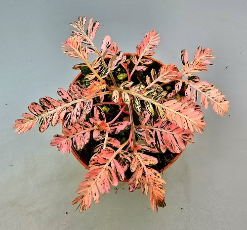 Bellissimo phyllanthus - bellissimo,