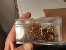 SCATOLINA CON DEI LICHENI BEN CONSERVATI DIMENSIONI 9X6X5 CM