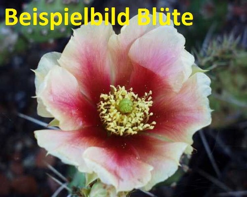 Opuntia pottsii djf1447 - pottsii,