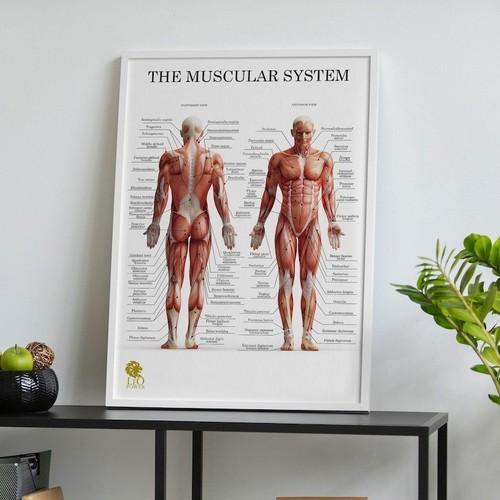 Muscle anatomy poster human - poster,
