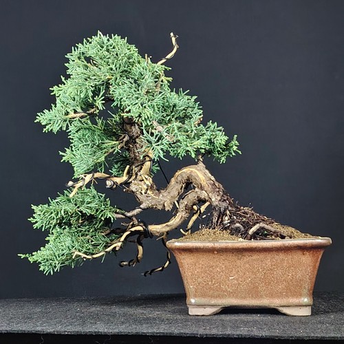 Shohin bonsai ginepro - bonsai,