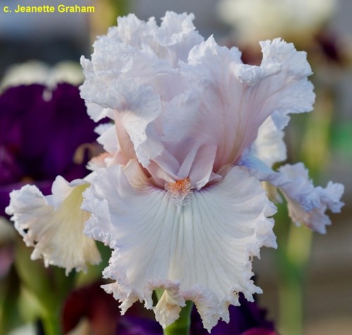 Iris strawberry - iris,