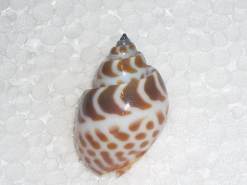 Babylonia spirata wooooow - babylonia,