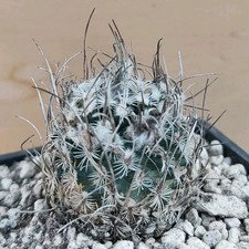 Turbinicarpus schmiedickeanus