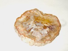 - Minerali Grezzi Cristalloterapia - LEGNO FOSSILE silicizzato (47) madagascar