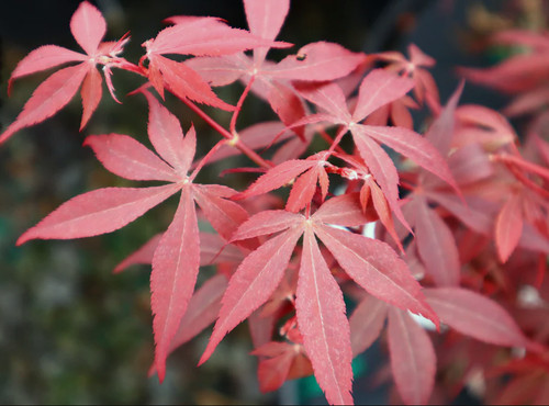 Acero rosso giapponese acer - acero, "acer