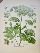 Imperatoria Ostruthium 1886