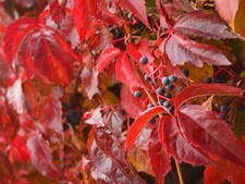 Pianta VITE AMERICANA  vaso 14