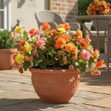 Sale2529 Begonia Golden