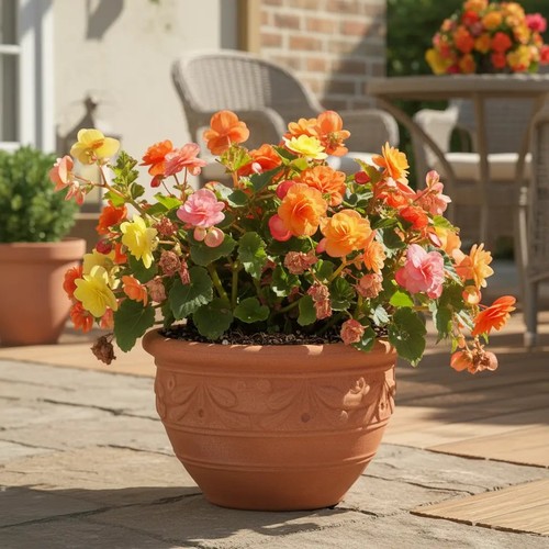 Sale2529 begonia golden - sale2529,