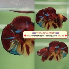 Live Betta Fish (Thailandia)