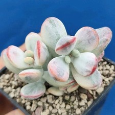 Cotyledon orbiculata VARIEGATA