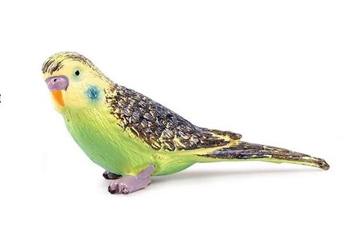 Budgerigar pappagallo - budgerigar,