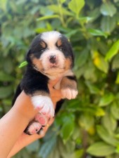 cuccioli bovaro del bernese