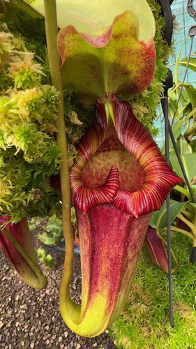 Nepenthes maxima 10 semi - maxima,