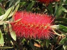 Bottlebrush callistemon - bottlebrush,