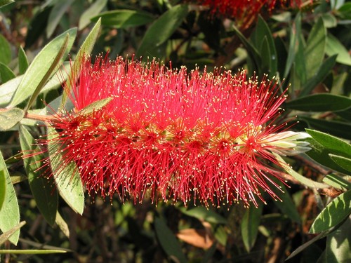 Bottlebrush callistemon - bottlebrush,