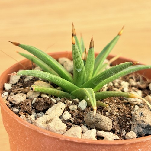 Agave albopilosa pot 6 5 - pot, cm