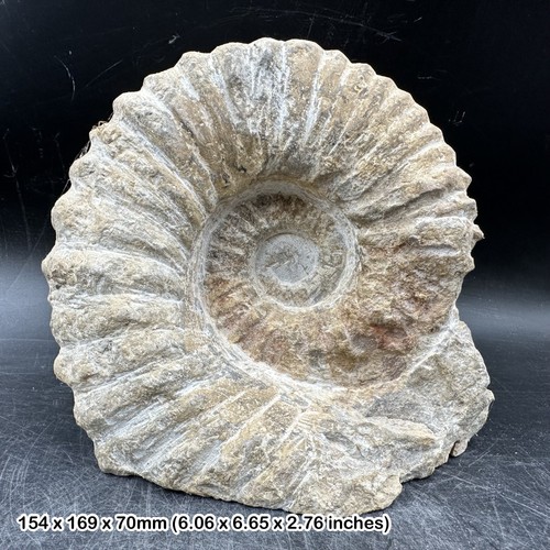 Fossilised giant ammonite - fossilised,