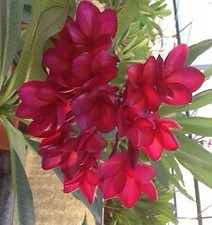 Alchemy - Talea - Monopunta