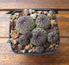 Sulcorebutia rauschii