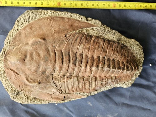 Big trilobite fossile - big,