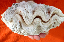 XXL Tridacna 693g!  Maxi