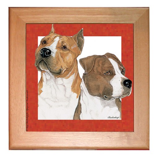 American staffordshire terrier - staffordshire,