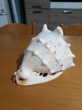 Conchiglia di mare naturale