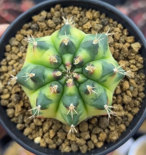 Gymnocalycium mihanovichi
