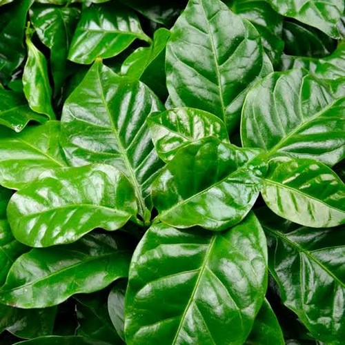Pianta caffè coffea - caffè, (coffea