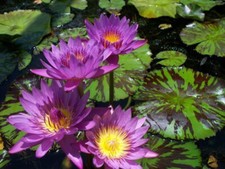 Semi nymphaea foglia - di,