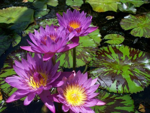 Semi nymphaea foglia - semi,