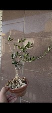 Ulivo - Bonsai shohin - Olea Europea