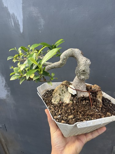 Bonsai filicus retusa - filicus, su