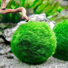 Marimo (2-4 Cm) - Alga Palla