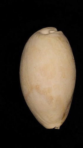 Fossile/fossilizzato