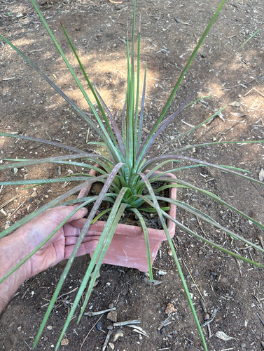 Agave striata pianta da - pianta,
