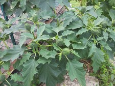 50 semi di Stramonio o pianta del diavolo (Datura stramonium)