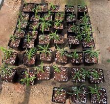 3/5/10 pezzi rara clava