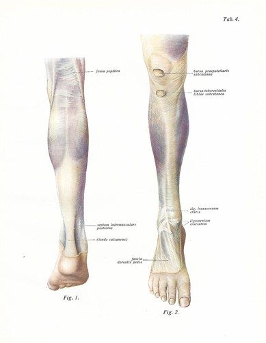 Stampa antica anatomia muscoli - stampa,