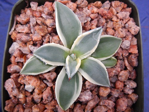 Agave applanata variegated - applanata,