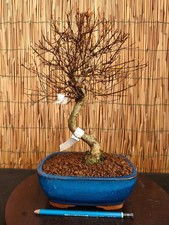 Bonsai di Melograno h 37cm
