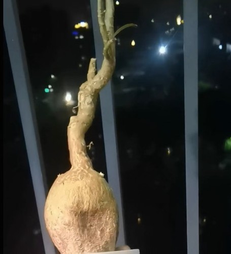 Adenium obesum - 5,5, cm