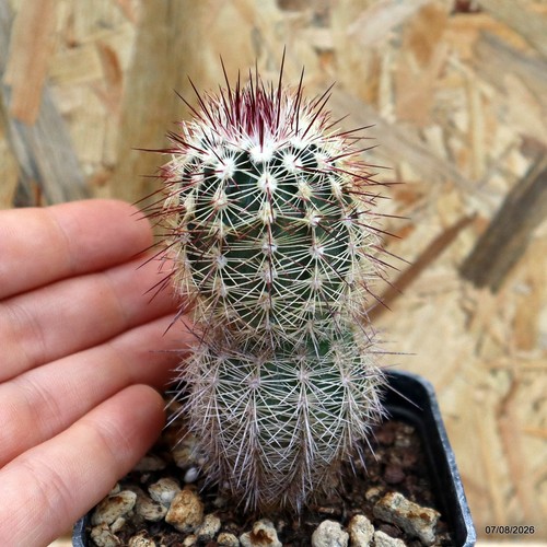 Echinocereus armatus vaso - echinocereus,