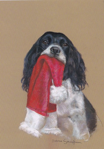 Springer spaniel cane - springer, carino