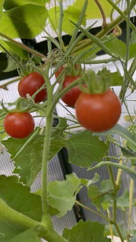 Semi pomodoro red - semi, cherry