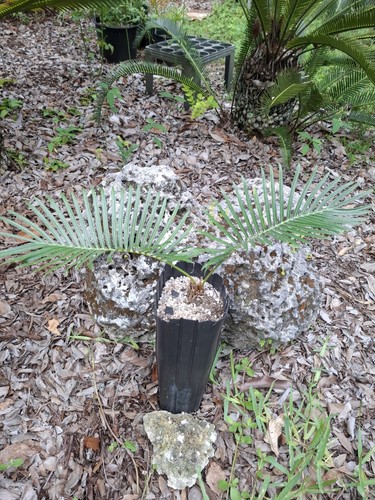 Rare australian cycad cycas - australian,